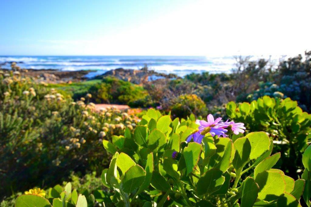 Saffron Cottage Hermanus Exterior photo